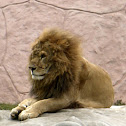 León / Lion