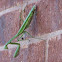 praying mantis