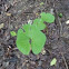 bloodroot