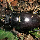 Stag Beetle