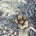 Earth star fungi