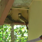 Streaked Flycatcher