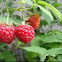 Raspberry