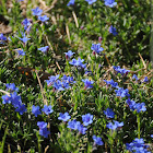 Lithodora diffusa