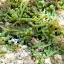 Caulerpa racemosa