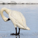Trumpeter Swan
