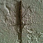 Stick bug