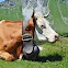 Dairy cow