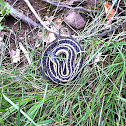 Eastern garter snake