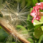 Seeds of Adenium (Desert Rose)