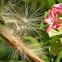 Seeds of Adenium (Desert Rose)