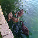 Australian Black Swans