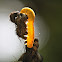 Sawfly (larva)
