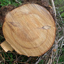 Happy Face Tree