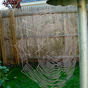 Orb Weaver Web