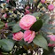 Camellia