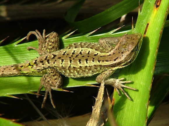 Spotting Image 1