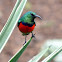 Greater Double-collared Sunbird