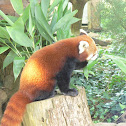 Red Panda