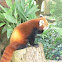 Red Panda