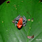 Poison Dart Frog