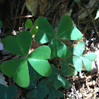 Sorrel