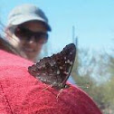 Hackberry emperor