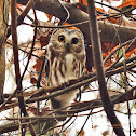 Northern Saw-whet Owl