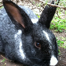 Eating Rabbit Food: Carrot Rutabaga Mash