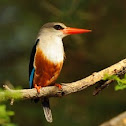 kingfisher