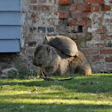 Common wombat