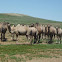 Bactrian camel
