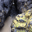 Seaweed