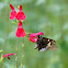 Hoary Edge Butterfly