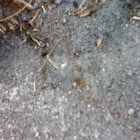 Red ant