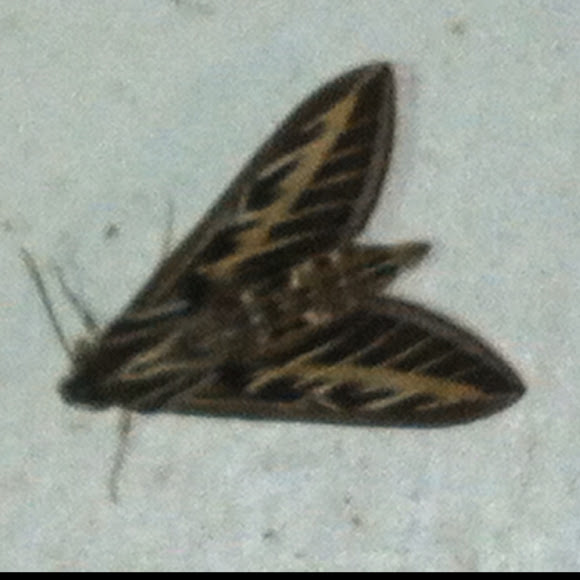 Spotting Image 1