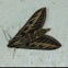 White-lined Sphinx