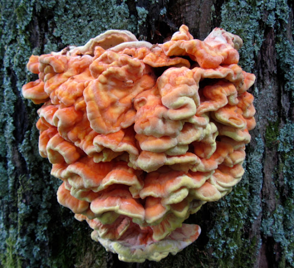 Spotting Image 1