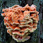 Sulphur Polypore