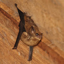 Bat