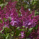Common Lilac