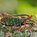 Lantern bug