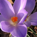 Spring Crocus