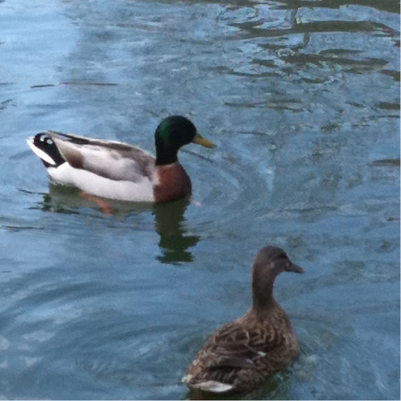 Spotting Image 1