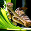 Lorquin's Atlas Moth