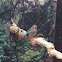 Zebra Finch