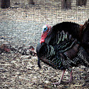 Wild Turkey