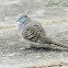 Zebra Dove