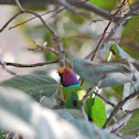 plum headed parakeet
