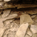 Brown Wolf Spider